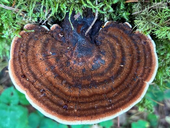 Ischnoderma benzoinum